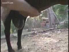 The owner manually relives the enlarged balls of the sheep.